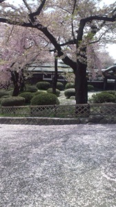定林寺の桜